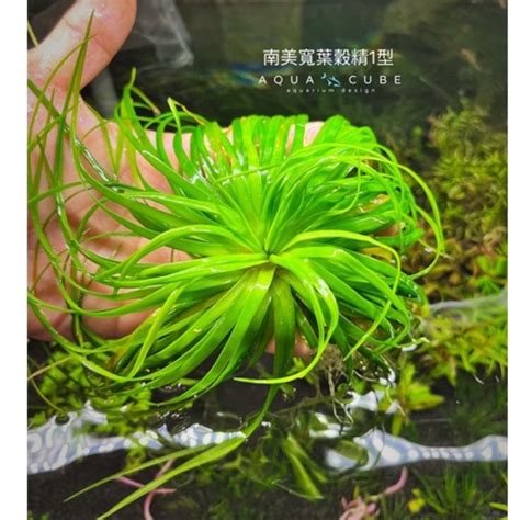 穀精水草|穀精草科